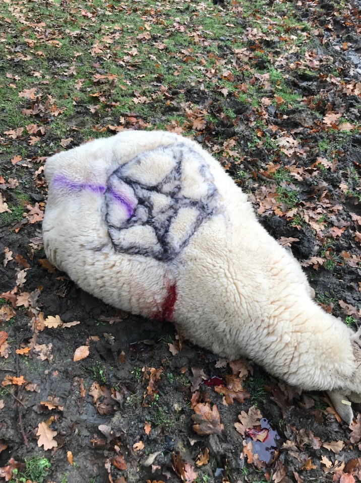 Slaughtered sheep with pentagrams sprayed on its fleece.