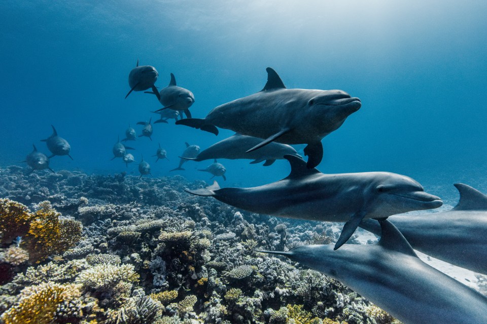 Pod of dolphins swimming over a coral reef.