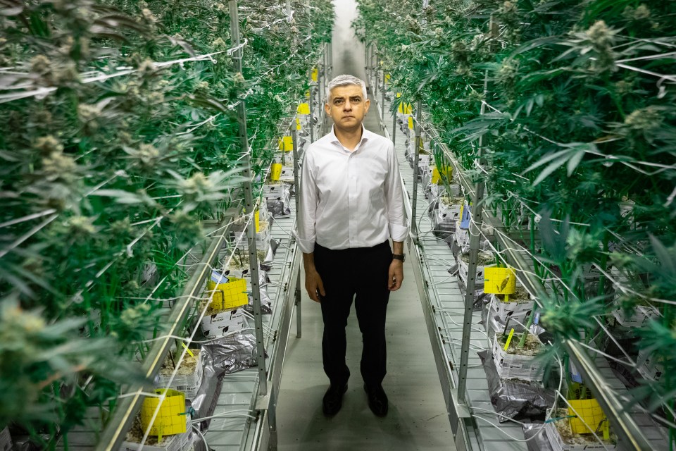 Sadiq Khan standing among cannabis plants in a legal cultivation facility.