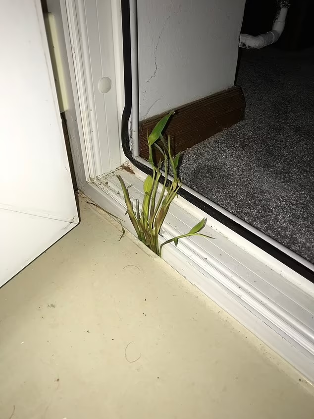 Bamboo shoots growing up through the floor and wall of a conservatory.