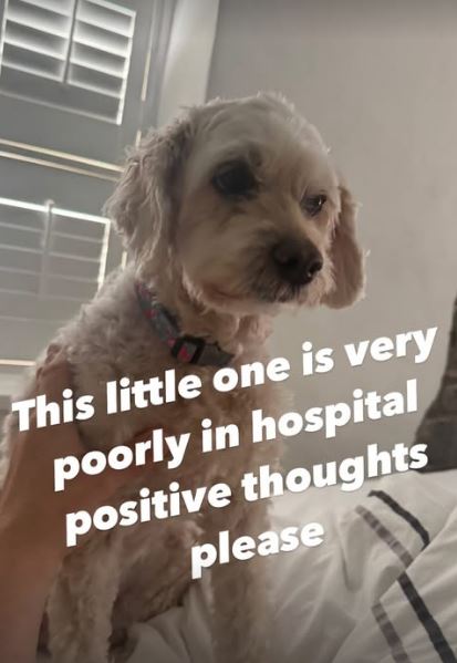 A small, fluffy dog in the hospital; please send positive thoughts.