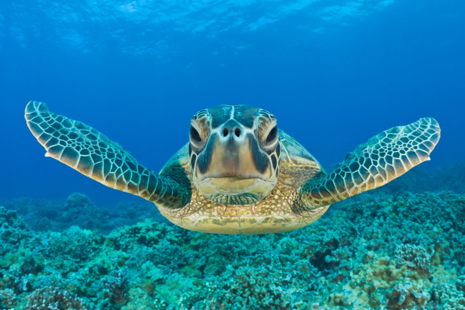 Green sea turtle swimming above a coral reef.