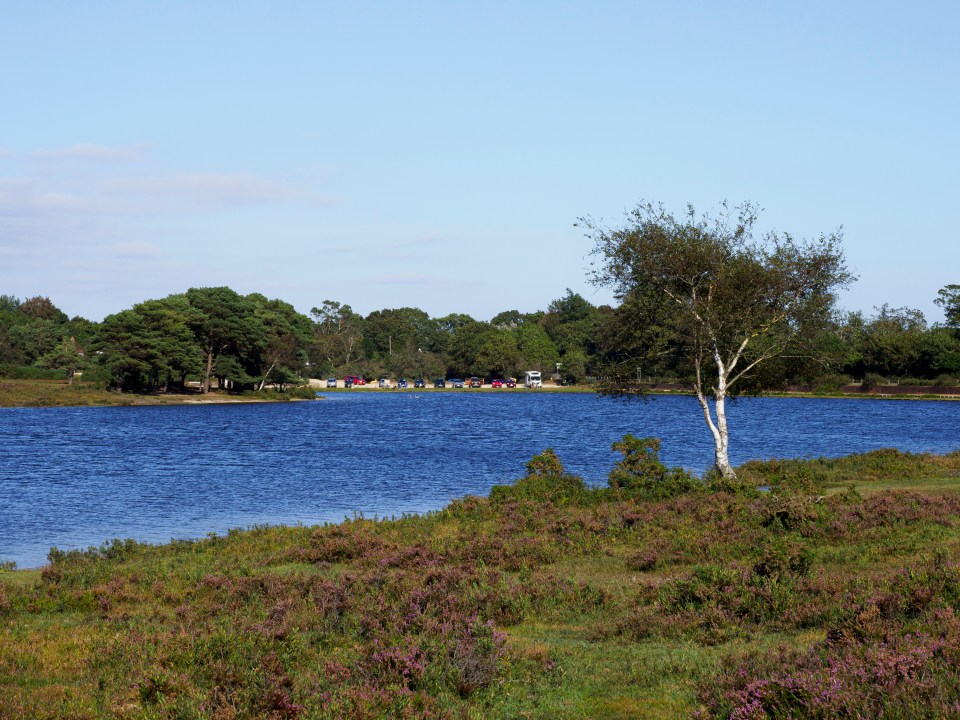 Hatchet Pond in the New Forest National Park.