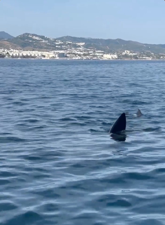 A 12-meter basking shark fin in the ocean off the coast of Marbella.