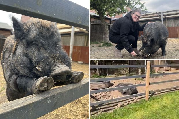 An image collage containing 3 images, Image 1 shows Black pot-bellied pig resting its head on a wooden fence, Image 2 shows Woman crouching next to her pet pig in a garden, Image 3 shows Pet pig sleeping in a fenced garden