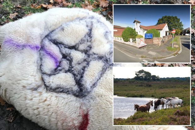 An image collage containing 3 images, Image 1 shows Slaughtered sheep with pentagrams sprayed on its fleece, Image 2 shows St. Theresa's Church, Beaumont Road, Totton, Image 3 shows Ponies by a pond in the New Forest