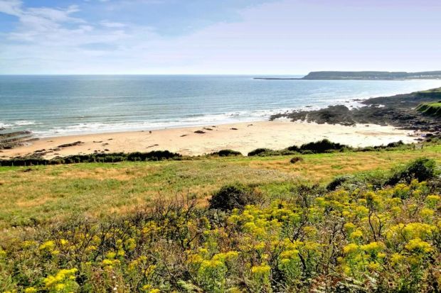 An image collage containing 1 images, Image 1 shows Sandy beach and rocky coastline viewed from a grassy hillside with yellow wildflowers