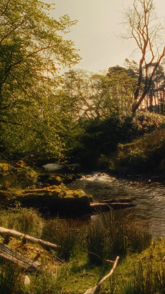 Sunlit stream flowing through a lush green forest.
