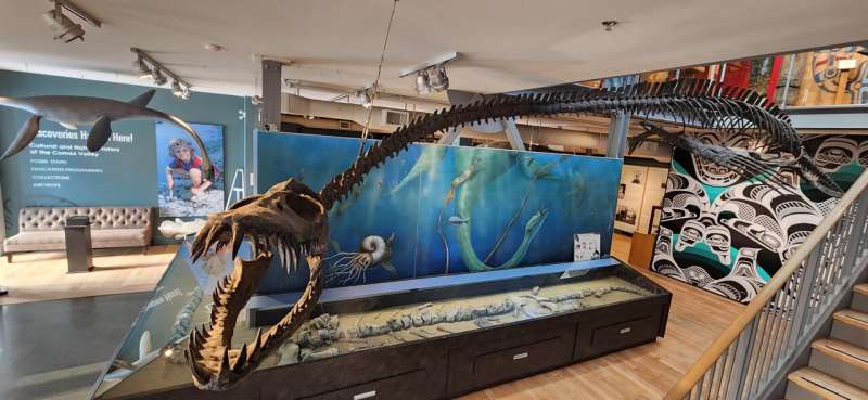 Elasmosaur fossil skeleton on display in a museum.