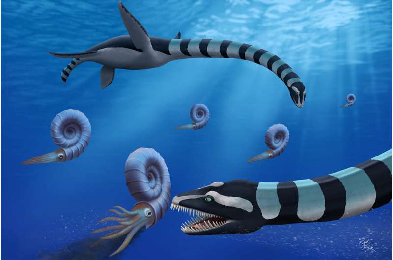 Illustration of elasmosaurs and ammonites swimming underwater.