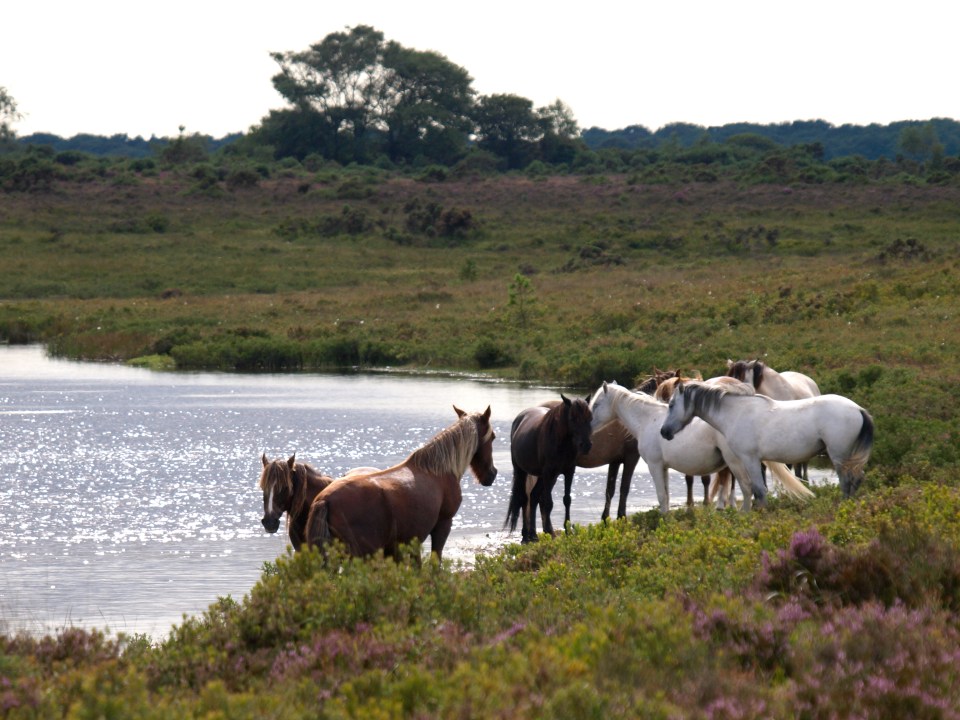 Ponies by a pond in the New Forest.