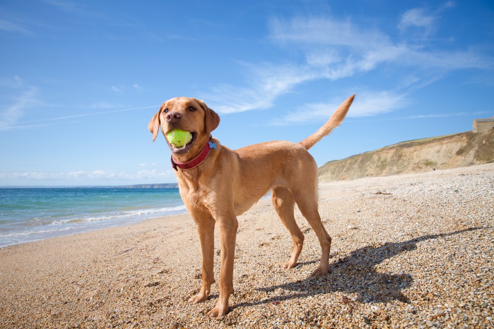 Yellow Labrador Retriever holding a tennis ball on a beach.
