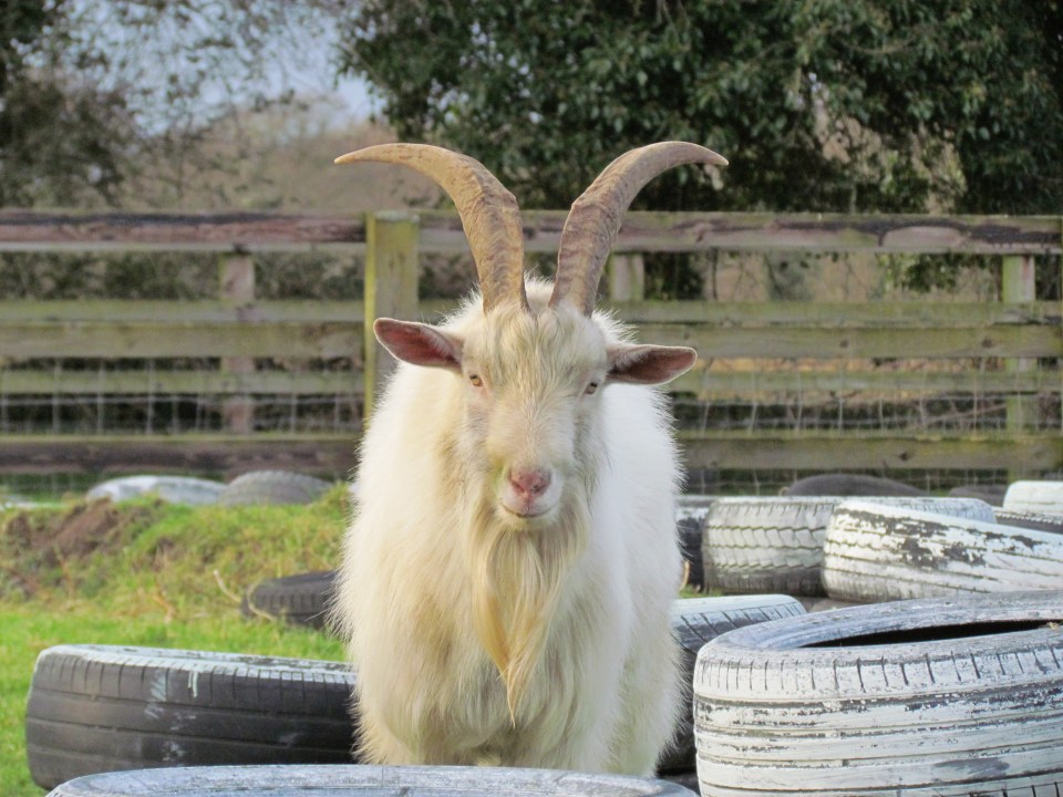 White goat with long horns.