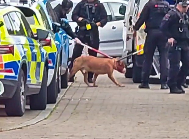 Police cars and officers at a residential street taped off following a dog attack.
