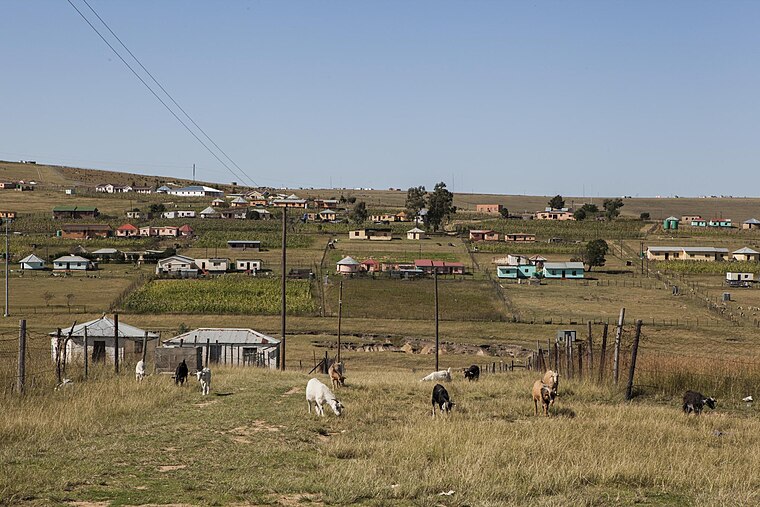 Village in Cacadu, Eastern Province, with goats grazing in the foreground.