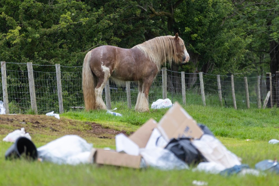 Horse standing near discarded rubbish.